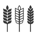 Wheat Ear Spica Icon Set on White Background. Vector