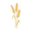 Wheat ear spikelet with grains in cartoon flat style. Vector illustration of cereal grain stem, rye ear, organic Royalty Free Stock Photo