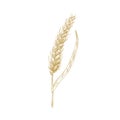 Wheat ear or spikelet isolated on white background. Cultivated cereal plant, organic grain, crop. Natural decorative