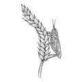 Wheat ear spikelet with Locusts sketch vector