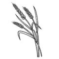 Wheat ear spikelet sketch engraving vector
