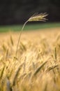 Wheat ear standing out of wheat field Royalty Free Stock Photo