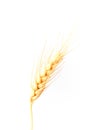 Wheat ear on white Royalty Free Stock Photo