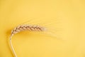 Wheat ear on a yellow background. Top view. Copy, empty space for text Royalty Free Stock Photo