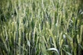 Wheat in earing stage