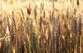 Wheat ears Royalty Free Stock Photo