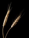 Wheat ears