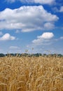 Wheat ears against the sky