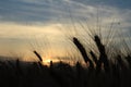 Wheat ears against the sky