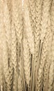 Wheat ears background Royalty Free Stock Photo