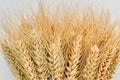 Wheat ears background. Royalty Free Stock Photo