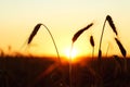 Wheat ears on the background of sunset, sunrise over the field. The silhouette of ripe rye Royalty Free Stock Photo