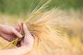 Wheat ears barley in the hand Royalty Free Stock Photo