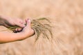 Wheat ears barley in the hand Royalty Free Stock Photo