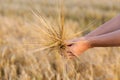 Wheat ears barley in the hand Royalty Free Stock Photo