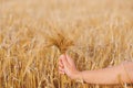 Wheat ears barley in the hand Royalty Free Stock Photo