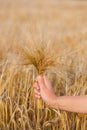 Wheat ears barley in the hand Royalty Free Stock Photo