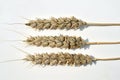 Wheat ears with black (sooty) head mold of wheat Royalty Free Stock Photo