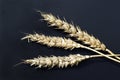 Wheat ears with black (sooty) head mold of wheat Royalty Free Stock Photo