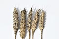 Wheat ears with black (sooty) head mold of wheat Royalty Free Stock Photo