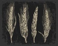 Wheat ears. Black and white color. Bakery sketch