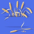 Wheat Ears on Blue Royalty Free Stock Photo