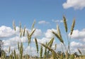 Wheat ears on blue sky with white clouds background Royalty Free Stock Photo