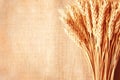 Wheat ears border on burlap background Royalty Free Stock Photo