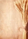 Wheat ears border on burlap background Royalty Free Stock Photo