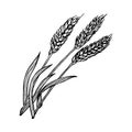 Wheat ears botanical hand drawn illustration for bakery design vector vintage background Royalty Free Stock Photo
