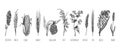 Wheat ears cereals crop sketch set Royalty Free Stock Photo