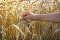 wheat ears in the child`s hand. Sunny day, soft focus, growing crops, concept of the harvest season Royalty Free Stock Photo