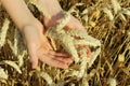 Wheat ears in children hands.Harvest concept. Abstract nature background. Royalty Free Stock Photo
