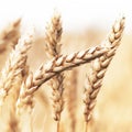 Wheat ears Royalty Free Stock Photo
