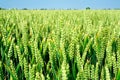 Wheat ears close-up and perspective