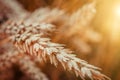 Wheat Ears close up. Ears Wheat or Rye close up. Wonderful Rural Scenery. Small Depth of Fields. Soft Focus. Rural Background.