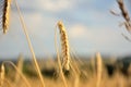 Wheat ears close-up view Royalty Free Stock Photo