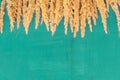 wheat ears on a colored texture background, space for text