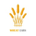 Wheat Ears Concept Illustration in Flat Design. Royalty Free Stock Photo