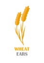 Wheat Ears Concept Illustration in Flat Design. Royalty Free Stock Photo