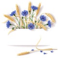 Wheat ears and cornflowers Royalty Free Stock Photo