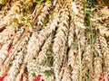 Wheat ears of dry straw of hay collected in a bouquet with seeds and stalks, leaves. The background. Texture Royalty Free Stock Photo