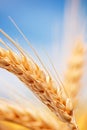 Wheat ears in the farm Royalty Free Stock Photo