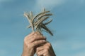 Wheat ears in the farmer`s hands