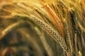 Wheat ears in field, cereal crops ripening in cultivated plantation Royalty Free Stock Photo