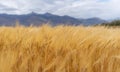Wheat ears field. Close-up ripe wheat crop in countryside Royalty Free Stock Photo