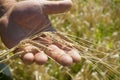 Wheat ears on the field in sunlight. bread