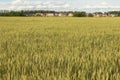 Wheat ears in field in village, farm, countryside Royalty Free Stock Photo