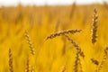 Wheat field on a summer sunny day