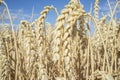 Wheat ears full of grains at cereal field over blue sky Royalty Free Stock Photo